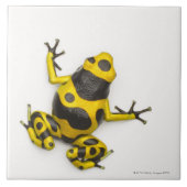 Bumblebee Poison Dart Frog Tegeltje (Voorkant)