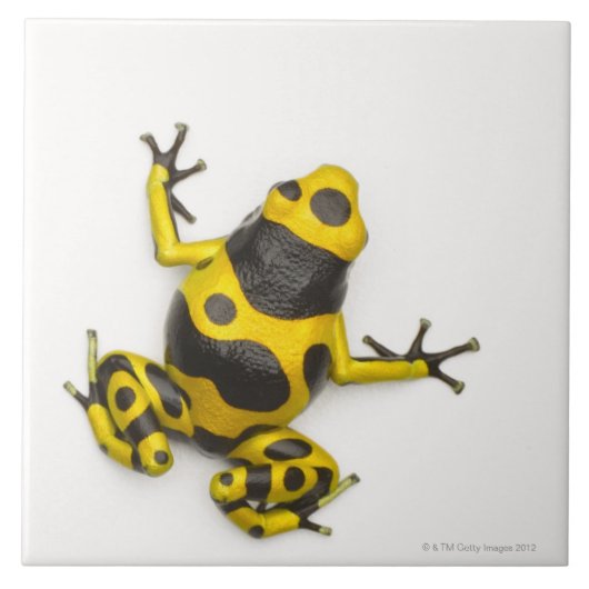 Bumblebee Poison Dart Frog Tegeltje (Voorkant)