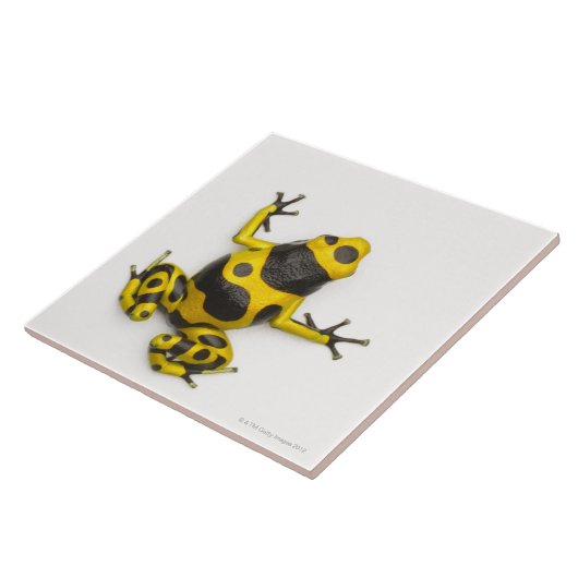 Bumblebee Poison Dart Frog Tegeltje (Zijkant)