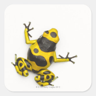 Bumblebee Poison Dart Frog Vierkante Sticker