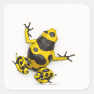 Bumblebee Poison Dart Frog Vierkante Sticker