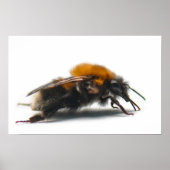 Bumblebee Poster (Voorkant)