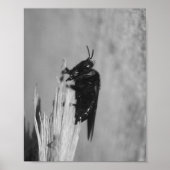 Bumblebee Poster (Voorkant)