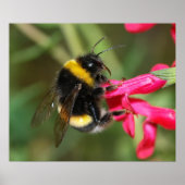 Bumblebee Poster (Voorkant)