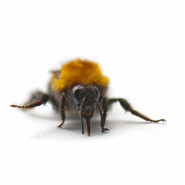 Bumblebee Staand Fotobeeldje (Voorkant)