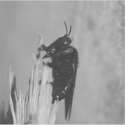 Bumblebee Sticker (Voorkant)