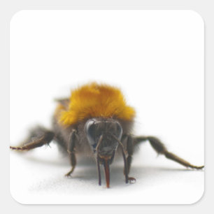 Bumblebee Vierkante Sticker