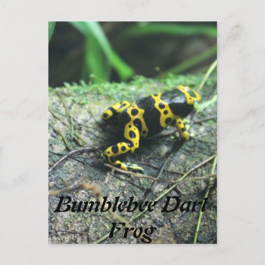 Bumblebeekkikker # 2 briefkaart (Voorkant)