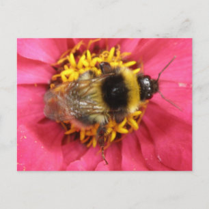 BumblebeenBriefkaart Briefkaart