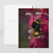 BumblebeenBriefkaart Briefkaart (Voorkant / Achterkant)