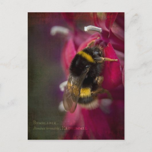 BumblebeenBriefkaart Briefkaart (Voorkant)