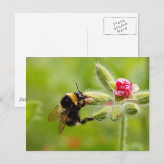 BumblebeenBriefkaart Briefkaart (Voorkant / Achterkant)