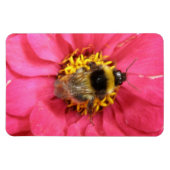 Bumblebeenpremie Magnet Magneet (Horizontaal)