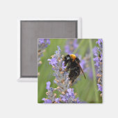 Bumblebeenvoer op lavenderbloemen magneet (Voorkant / Achterkant)