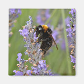 Bumblebeenvoer op lavenderbloemen magneet (Voorkant)