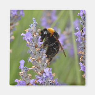 Bumblebeenvoer op lavenderbloemen magneet