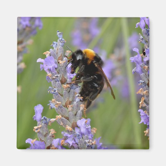 Bumblebeenvoer op lavenderbloemen magneet (Voorkant)