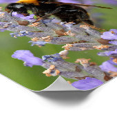 Bumblebeenvoer op lavenderbloemen poster (Hoek)