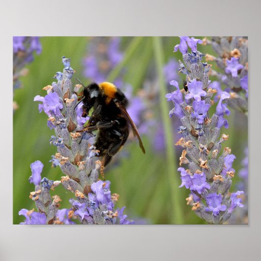 Bumblebeenvoer op lavenderbloemen poster (Voorkant)
