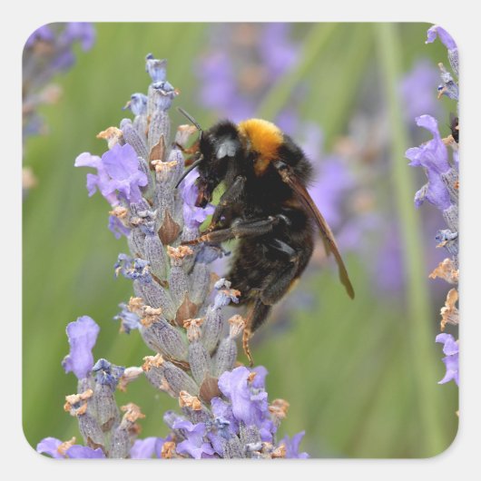 Bumblebeenvoer op lavenderbloemen vierkante sticker (Voorkant)