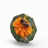 Bumblebees on Marigold Flower Fotoblokken (Rechts)