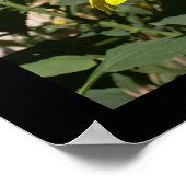 Bumblebei in een zonnebloem poster (Hoek)