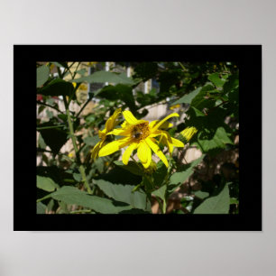 Bumblebei in een zonnebloem poster