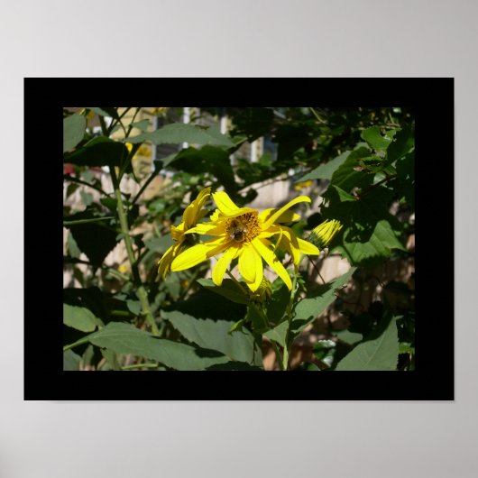Bumblebei in een zonnebloem poster (Voorkant)