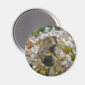 Bumblebei met Pollen Baskets Magnet (Voorkant / Achterkant)