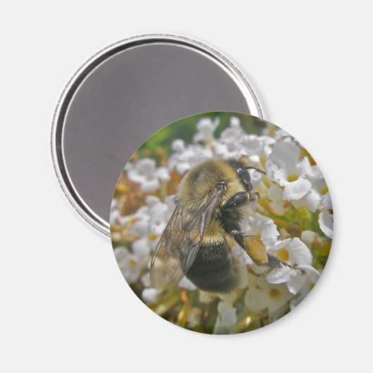 Bumblebei met Pollen Baskets Magnet (Voorkant / Achterkant)