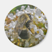Bumblebei met Pollen Baskets Magnet (Voorkant)