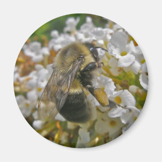 Bumblebei met Pollen Baskets Magnet