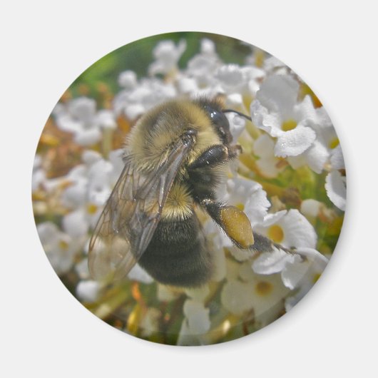 Bumblebei met Pollen Baskets Magnet (Voorkant)