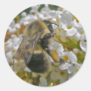 Bumblebei met Stickers met stuifmeel