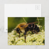 Bumblebei op bloeiende wortel briefkaart (Voorkant / Achterkant)