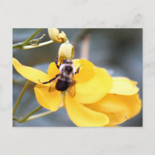Bumblebei op Cassia Flower Briefkaart