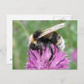 Bumblebei op een Briefkaart uit de Thistle (Voorkant / Achterkant)