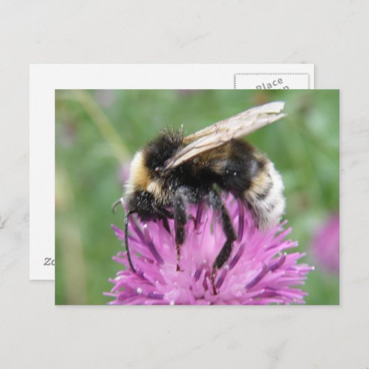 Bumblebei op een Briefkaart uit de Thistle (Voorkant / Achterkant)