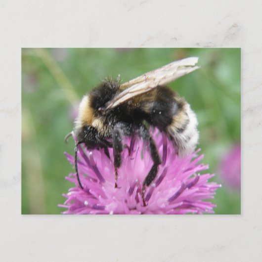 Bumblebei op een Briefkaart uit de Thistle (Voorkant)