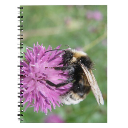 Bumblebei op een Notitieboek uit de Thistle (Voorkant)