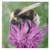 Bumblebei op een Thistle Tile Tegeltje (Voorkant)