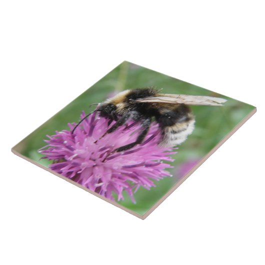 Bumblebei op een Thistle Tile Tegeltje (Zijkant)