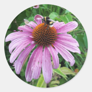 Bumblebei op Oost-paarse Coneflower Ronde Sticker