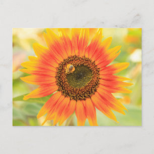 Bumblebei op zonnebloem, communautaire tuin briefkaart