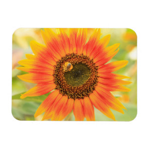 Bumblebei op zonnebloem, communautaire tuin magneet