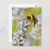 Bumblebei vliegt over een lavendel briefkaart (Voorkant / Achterkant)