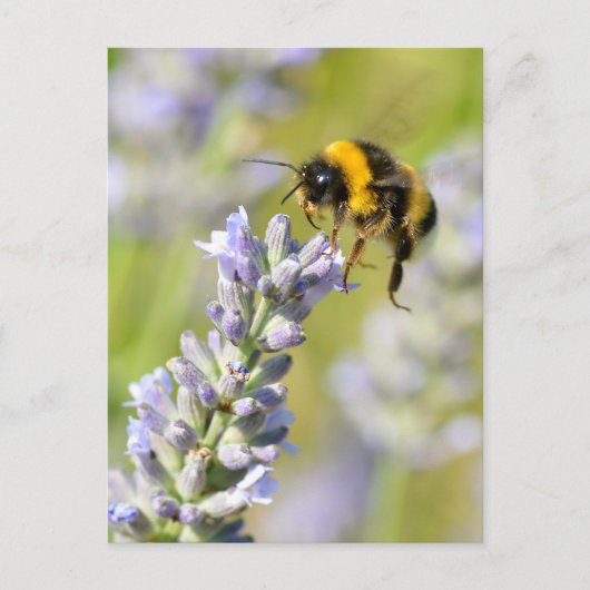 Bumblebei vliegt over een lavendel briefkaart (Voorkant)