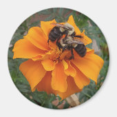 Bumblebijen op marigold Flower Magneet (Voorkant)
