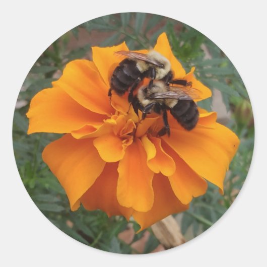 Bumblebijen op marigold Flower Ronde Sticker (Voorkant)