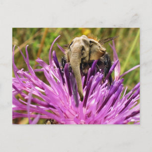 Bumblefant Briefkaart